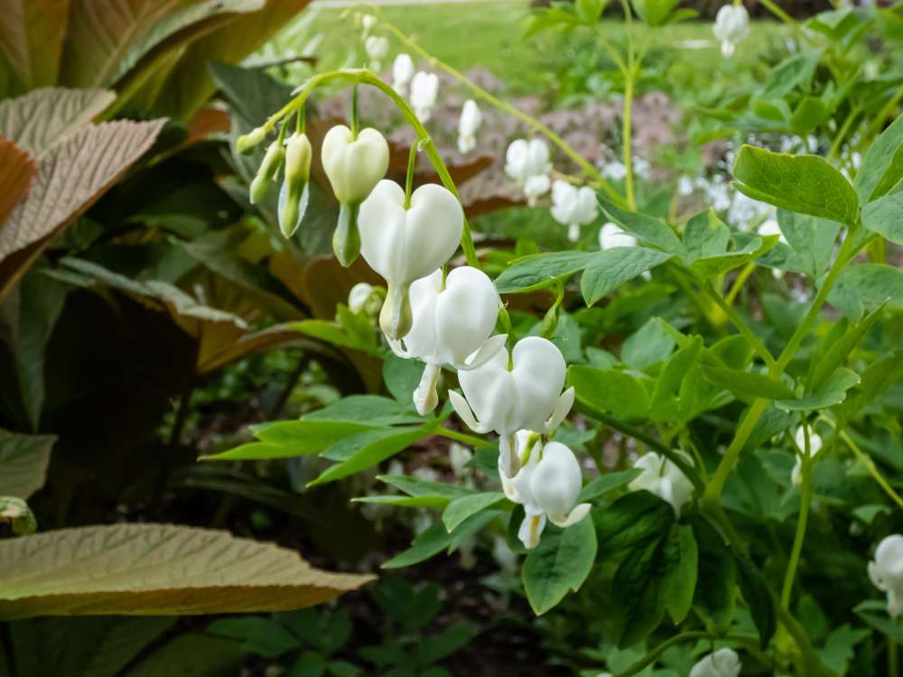 Løjtnantshjerte 'White'